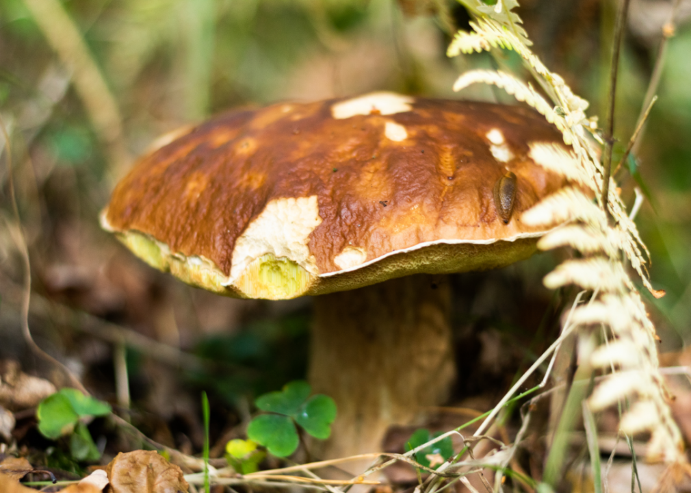 Wild mushrooms